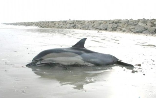 5 delfini eşuaţi, ridicaţi de Oceanic Club